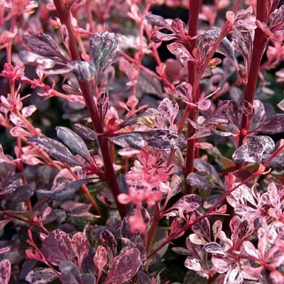 Барбарис АРЛЕКИН тунберга  Барбарис АРЛЕКИН тунберга в Сочи