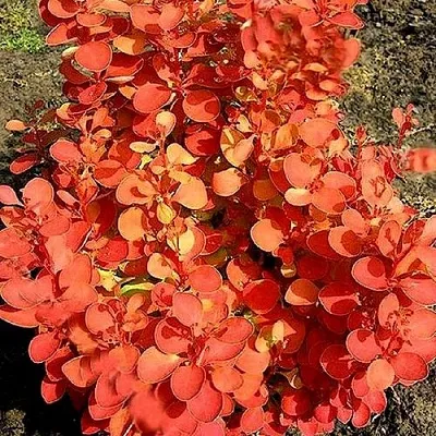 Барбарис ОРАНЖ ФАЙЕР тунберга  Барбарис ОРАНЖ ФАЙЕР тунберга в Сочи