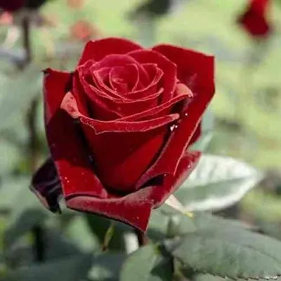 Саженцы роз ТАБУ чайно-гибридная в Сочи