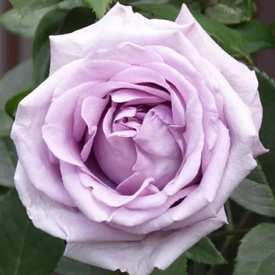 Саженцы роз ИНДИГОЛЕТТА плетистая  Саженцы роз ИНДИГОЛЕТТА плетистая в Сочи