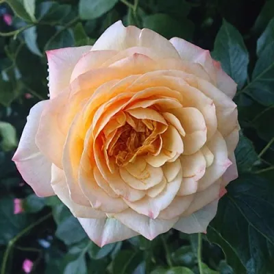 Саженцы роз АБЕЙ ДЕ СЕНТ-АМАН шраб  Саженцы роз АБЕЙ ДЕ СЕНТ-АМАН шраб в Сочи