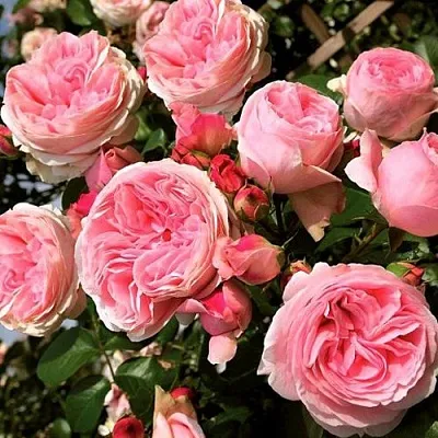 Саженцы роз ДЖАРДИНА плетистая  Саженцы роз ДЖАРДИНА плетистая в Сочи