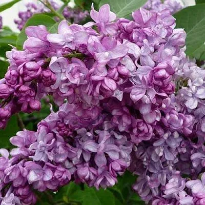 Сирень ГЕНЕРАЛ ПЕРШИНГ  Сирень ГЕНЕРАЛ ПЕРШИНГ в Сочи