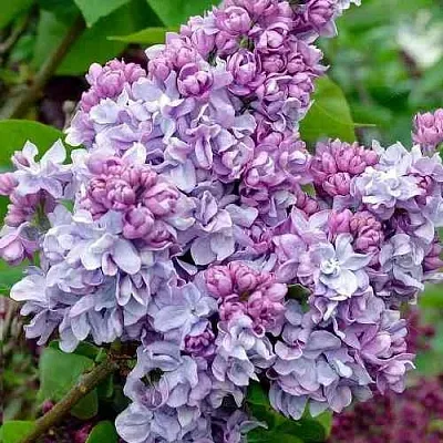 Сирень КАТЕРИНА ХАВЕМЕЙЕР  Сирень КАТЕРИНА ХАВЕМЕЙЕР в Сочи