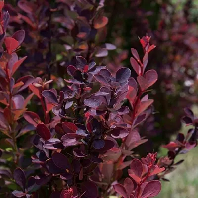 Барбарис ХЕЛМОНД ПИЛЛАР тунберга  Барбарис ХЕЛМОНД ПИЛЛАР тунберга в Сочи