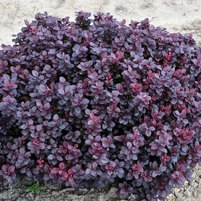 Барбарис КОНКОРД тунберга  Барбарис КОНКОРД тунберга в Сочи