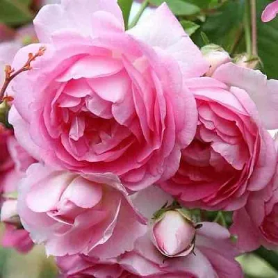 Саженцы роз ЖАСМИНА плетистая  Саженцы роз ЖАСМИНА плетистая в Сочи