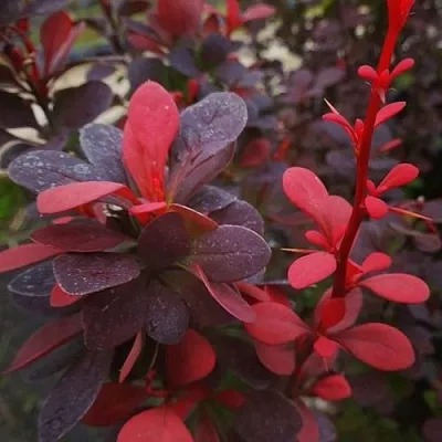 Барбарис РЕД ПИЛЛАР тунберга  Барбарис РЕД ПИЛЛАР тунберга в Сочи