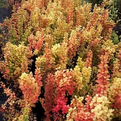 Барбарис САММЕР САНСЕТ тунберга  Барбарис САММЕР САНСЕТ тунберга в Сочи