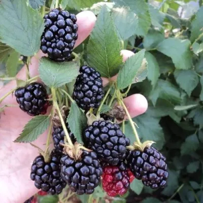 Ежевика ОУАЧИТА бесшипная — описание сорта Ежевика ОУАЧИТА бесшипная в Сочи