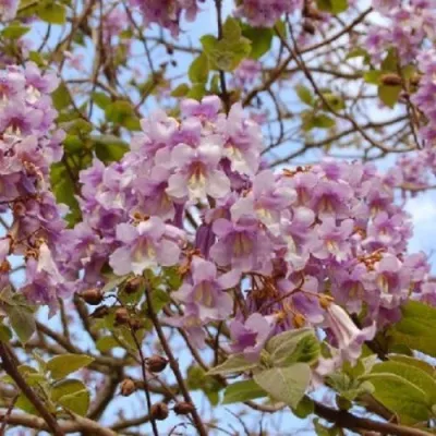 Павлония ПАО ТОГН Z07 в Сочи