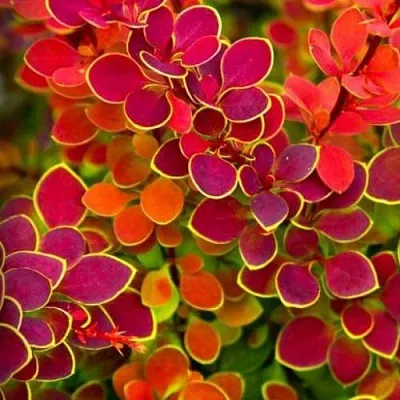 Барбарис ОРАНЖ САНРАЙЗ тунберга  Барбарис ОРАНЖ САНРАЙЗ тунберга в Сочи