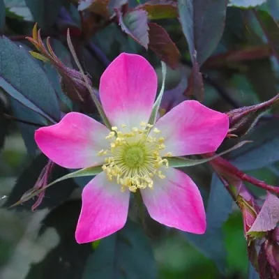 Саженцы роз сизая — описание сорта Саженцы роз сизая в Сочи