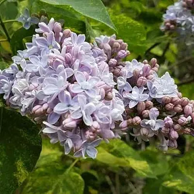 Сирень АУКУБАФОЛИЯ  Сирень АУКУБАФОЛИЯ в Сочи