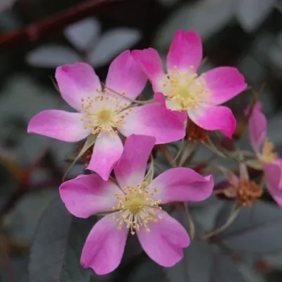 Саженцы роз сизая — описание сорта Саженцы роз сизая в Сочи