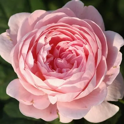 Саженцы роз КУИН ОФ СУИДЕН английская  Саженцы роз КУИН ОФ СУИДЕН английская в Сочи