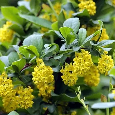 Барбарис корейский  Барбарис корейский в Сочи