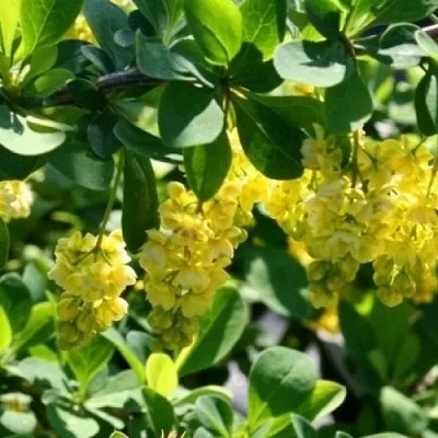 Барбарис ИНДИАН САММЕР   Барбарис ИНДИАН САММЕР  в Сочи