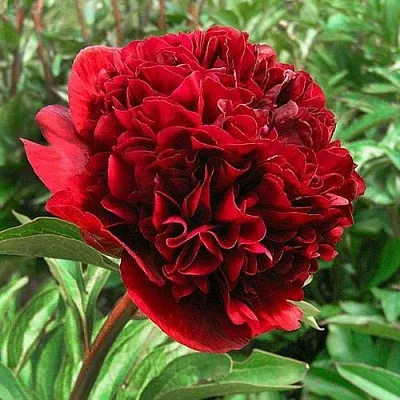 Пион РЕД ГРЕЙС травянистый  Пион РЕД ГРЕЙС травянистый в Сочи