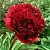 Пион РЕД ГРЕЙС травянистый в Сочи