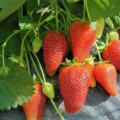 Клубника РОКСАНА в Сочи