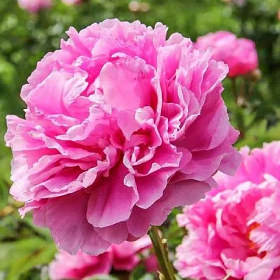 Пион АЛЕКСАНДР ФЛЕМИНГ травянистый  Пион АЛЕКСАНДР ФЛЕМИНГ травянистый в Сочи