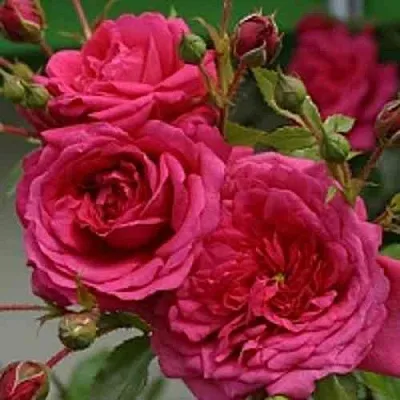 Саженцы роз ЛАГУНА плетистая  Саженцы роз ЛАГУНА плетистая в Сочи