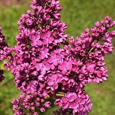 Сирень ЗНАМЯ ЛЕНИНА  Сирень ЗНАМЯ ЛЕНИНА в Сочи