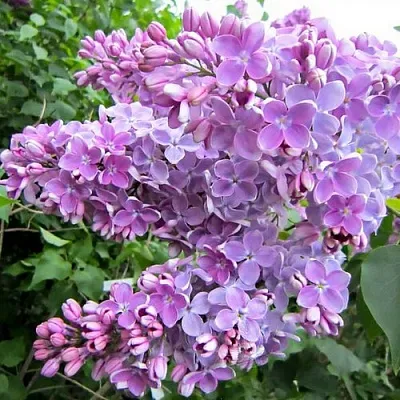 Сирень ОЛЯ  Сирень ОЛЯ в Сочи