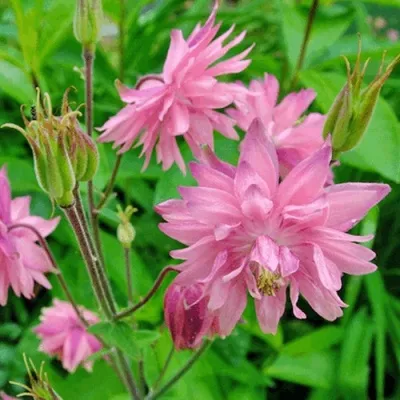 Аквилегия БАРЛОУ ПИНК гибрид МакКаны — описание сорта Аквилегия БАРЛОУ ПИНК гибрид МакКаны в Сочи