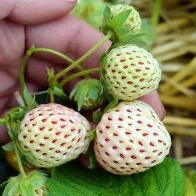 Клубника АНАНАСА ремонтантная в Сочи