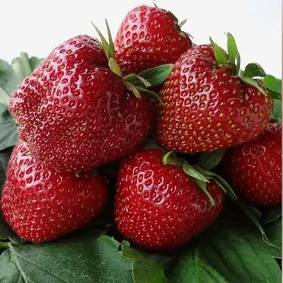 Клубника НАБИЛА в Сочи