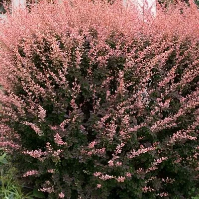 Барбарис РОУЗ ГЛОУ тунберга  Барбарис РОУЗ ГЛОУ тунберга в Сочи