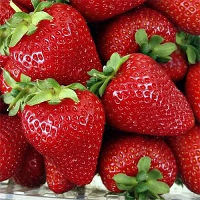 Клубника СКАЛА в Сочи