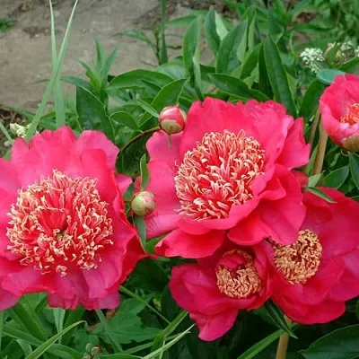 Пион БАРРИНГТОН БЕЛЬ травянистый  Пион БАРРИНГТОН БЕЛЬ травянистый в Сочи