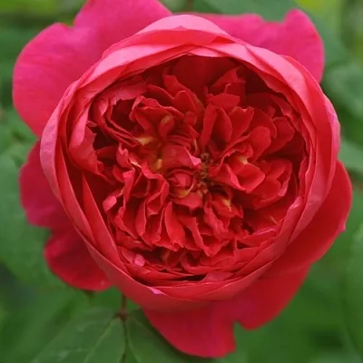 Саженцы роз БЕНДЖАМИН БРИТТЕН шраб  Саженцы роз БЕНДЖАМИН БРИТТЕН шраб в Сочи