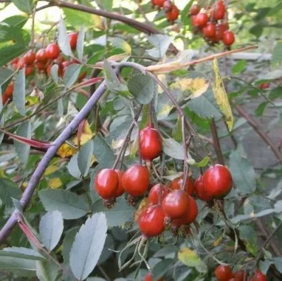 Саженцы роз сизая — описание сорта Саженцы роз сизая в Сочи