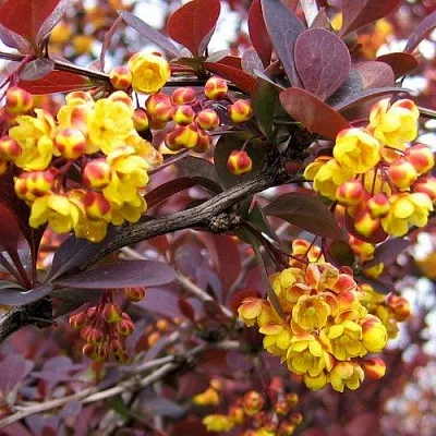 Барбарис СУПЕРБА оттавский   Барбарис СУПЕРБА оттавский  в Сочи