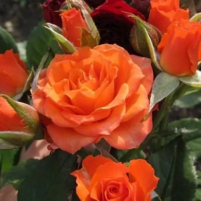 Саженцы роз АЛЕГРИЯ спрей  Саженцы роз АЛЕГРИЯ спрей в Сочи