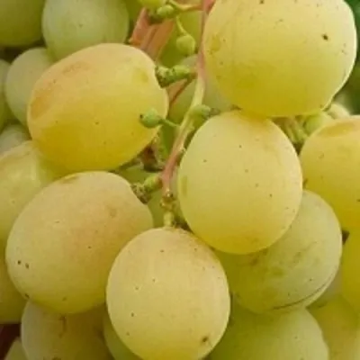 Виноград ТАЛИСМАН в Сочи