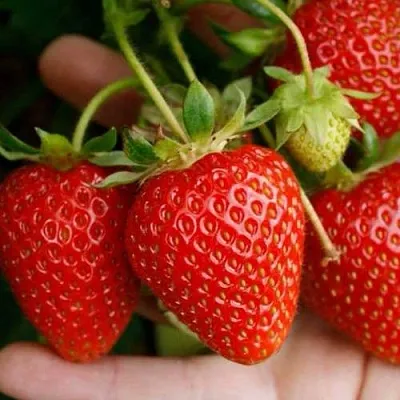 Клубника ПОРТОЛА ремонтантная в Сочи