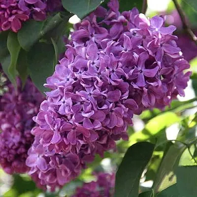 Сирень КАПИТАН ГАСТЕЛЛО  Сирень КАПИТАН ГАСТЕЛЛО в Сочи