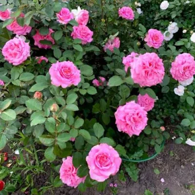 Саженцы роз ЭШЛИ чайно-гибридная — описание сорта Саженцы роз ЭШЛИ чайно-гибридная в Сочи