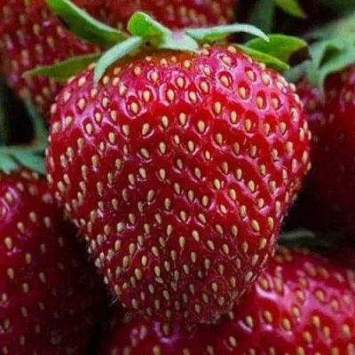 Клубника НАНДИ в Сочи