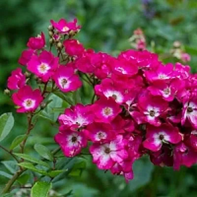 Саженцы роз МАРДЖОРИ ФЕЙР полиантовая  Саженцы роз МАРДЖОРИ ФЕЙР полиантовая в Сочи