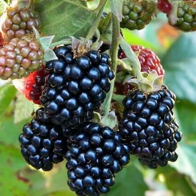 Ежевика ОУАЧИТА бесшипная — описание сорта Ежевика ОУАЧИТА бесшипная в Сочи