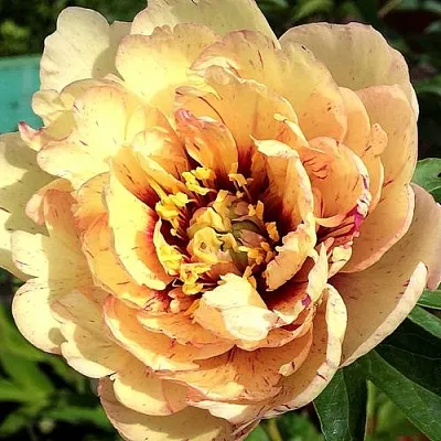 Пионы ИТО-гибриды в Сочи