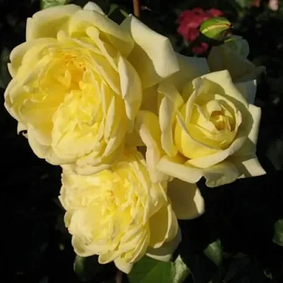 Саженцы роз КАЗИНО плетистая  Саженцы роз КАЗИНО плетистая в Сочи