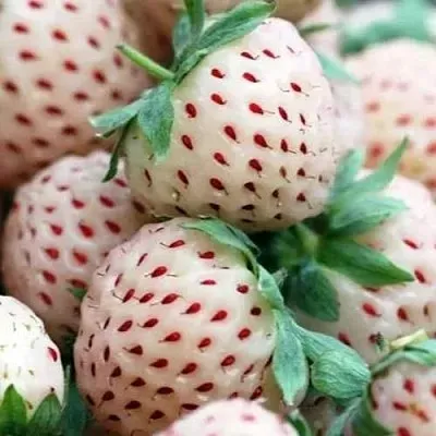 Клубника АНАНАСА ремонтантная в Сочи