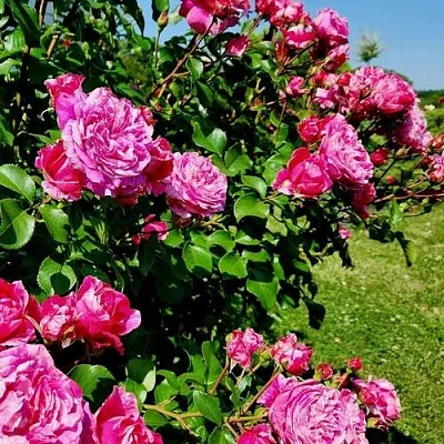 Саженцы роз ИНЕС САСТР плетистая  Саженцы роз ИНЕС САСТР плетистая в Сочи